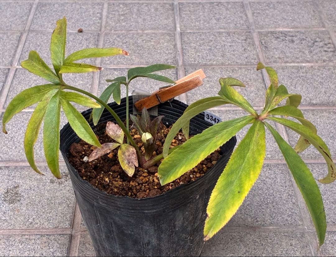 u*0様 ☘️蕾付き☘️3347⭐️小輪⭐️強香⭐️リグリクス交配⭐️ストライプ