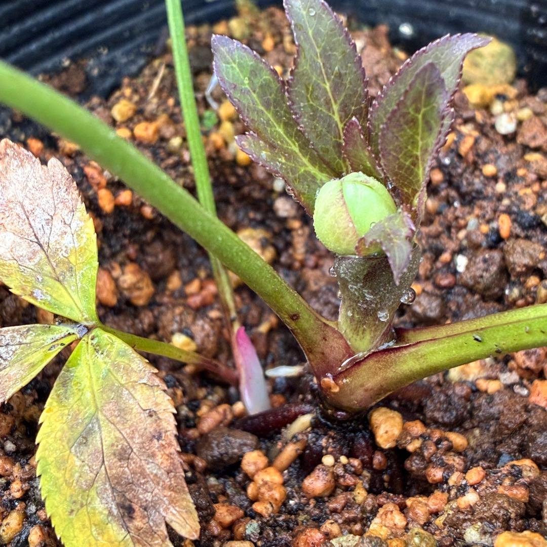 u*0様 ☘️蕾付き☘️3347⭐️小輪⭐️強香⭐️リグリクス交配⭐️ストライプ