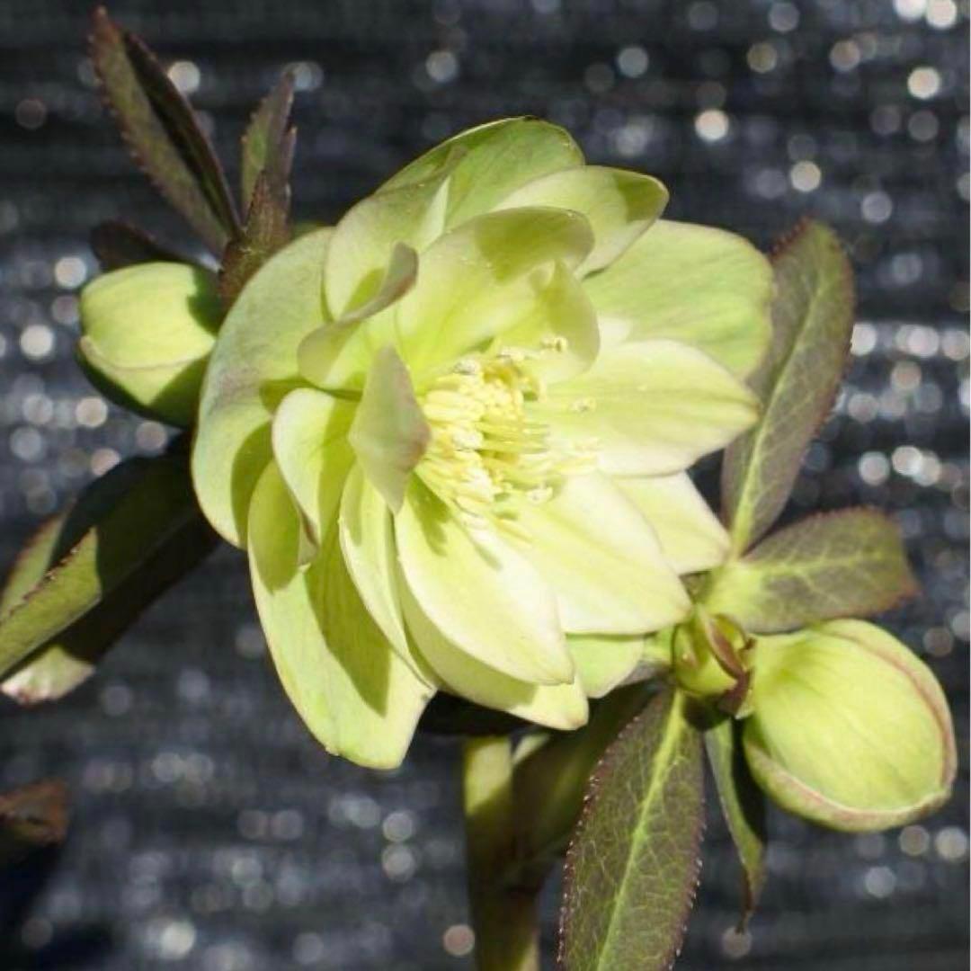 u*0様 ☘️蕾付き☘️3347⭐️小輪⭐️強香⭐️リグリクス交配⭐️ストライプ