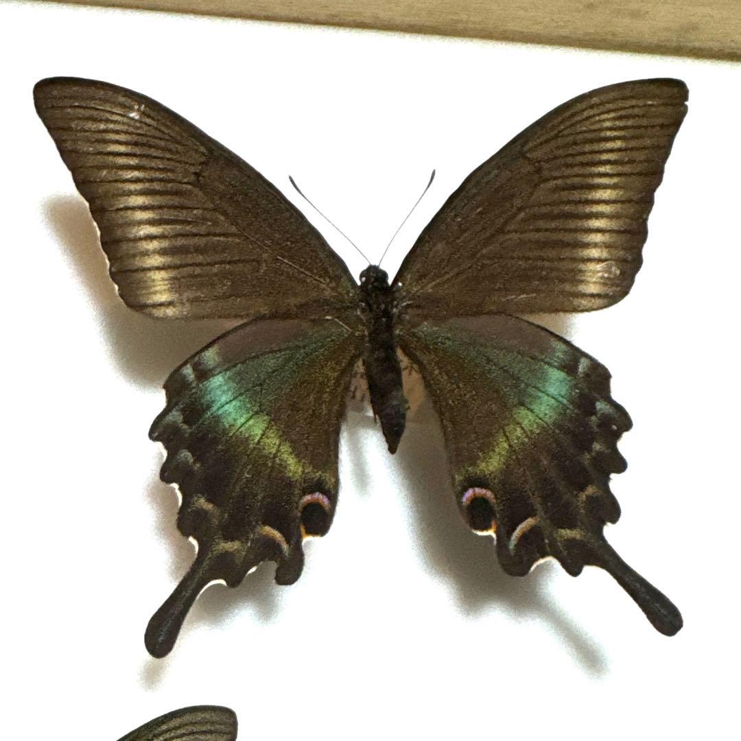 東北、北海道のミヤマカラスアゲハ5頭 国産 蝶標本 - メルカリ