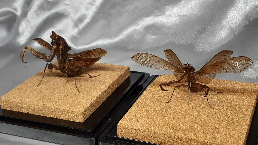 マオウカレハカマキリ雄 立体標本 魔王枯葉 - メルカリ