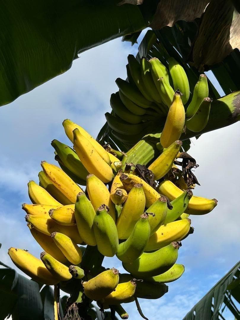 驚愕。251㎝巨大苗★ドワーフマッサンバナナ◆高糖度。耐寒性強く初心者も栽培容易