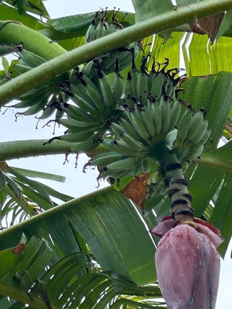 驚愕。251㎝巨大苗★ドワーフマッサンバナナ◆高糖度。耐寒性強く初心者も栽培容易