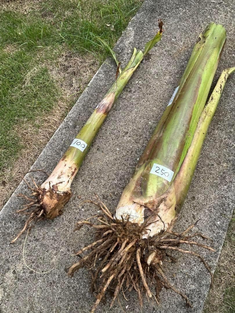 驚愕。251㎝巨大苗★ドワーフマッサンバナナ◆高糖度。耐寒性強く初心者も栽培容易