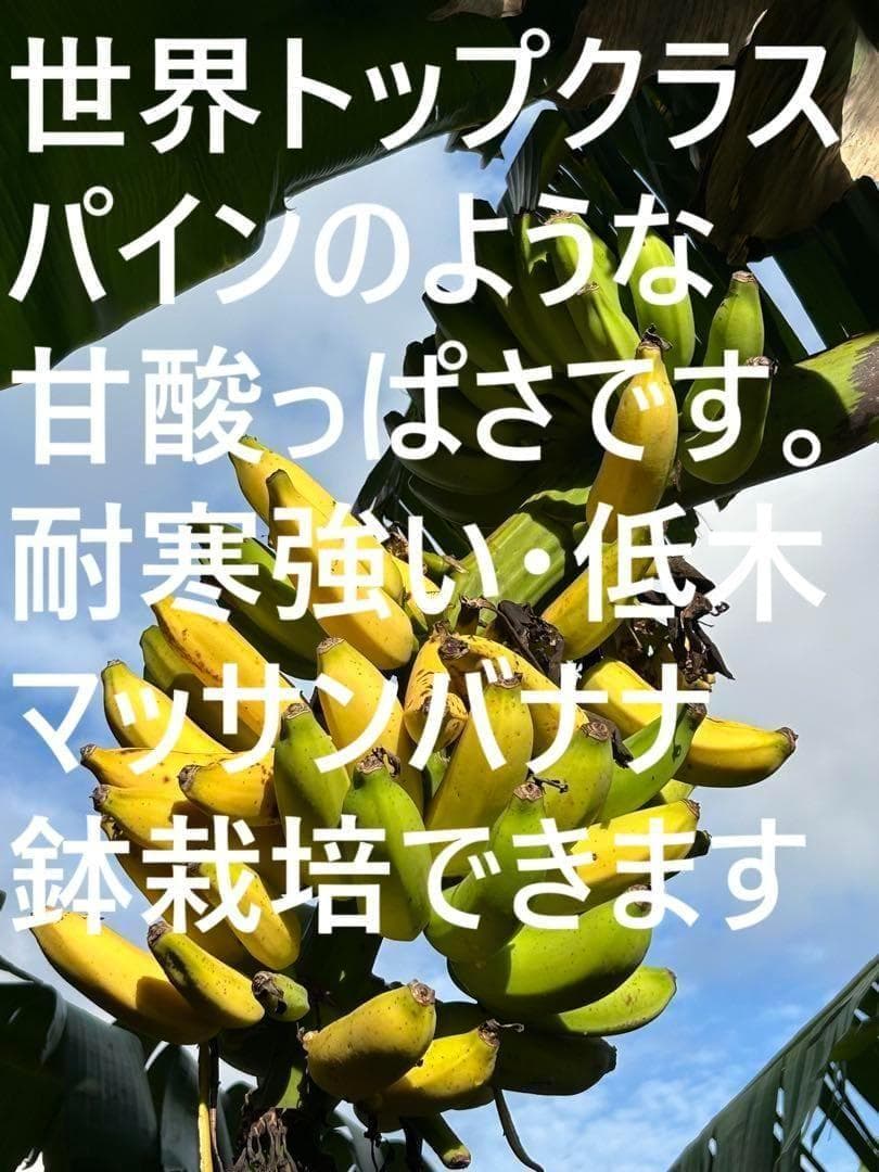 驚愕。251㎝巨大苗★ドワーフマッサンバナナ◆高糖度。耐寒性強く初心者も栽培容易
