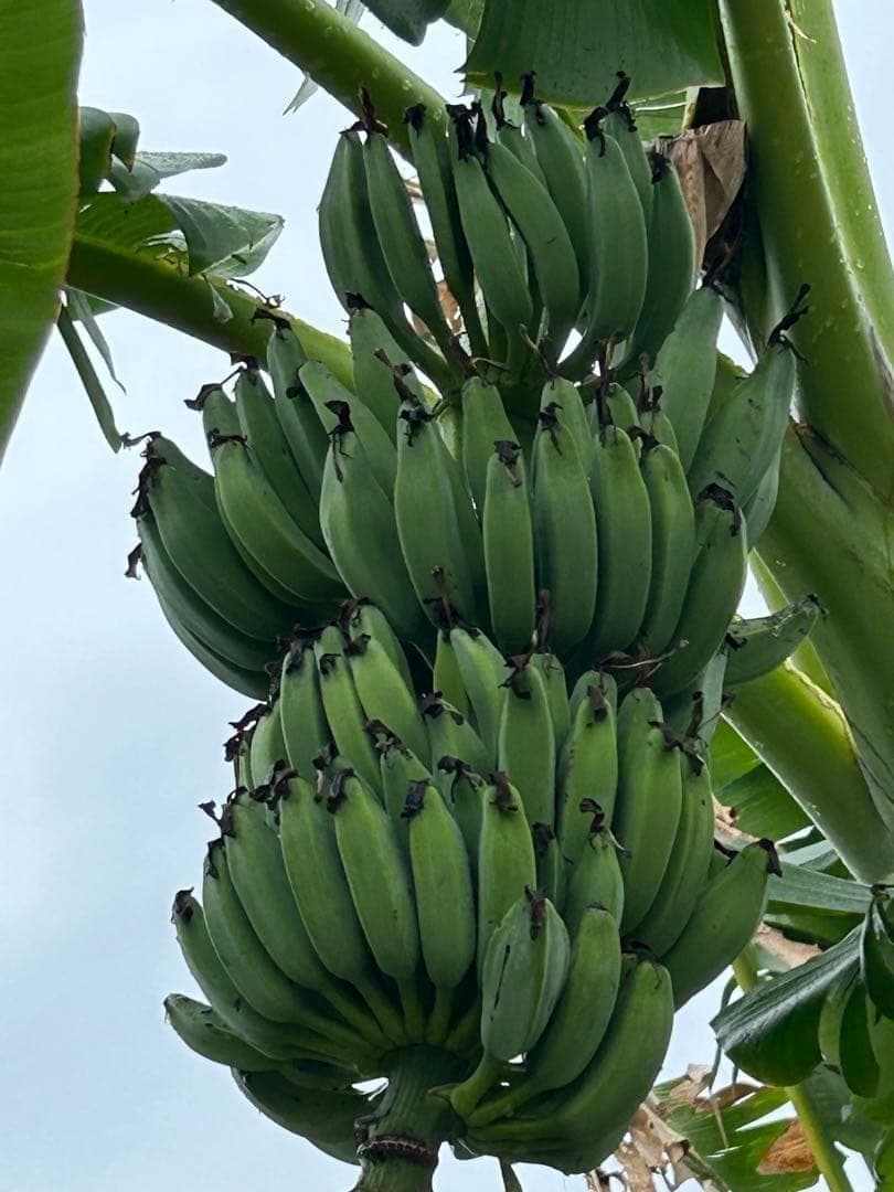 驚愕。251㎝巨大苗★ドワーフマッサンバナナ◆高糖度。耐寒性強く初心者も栽培容易