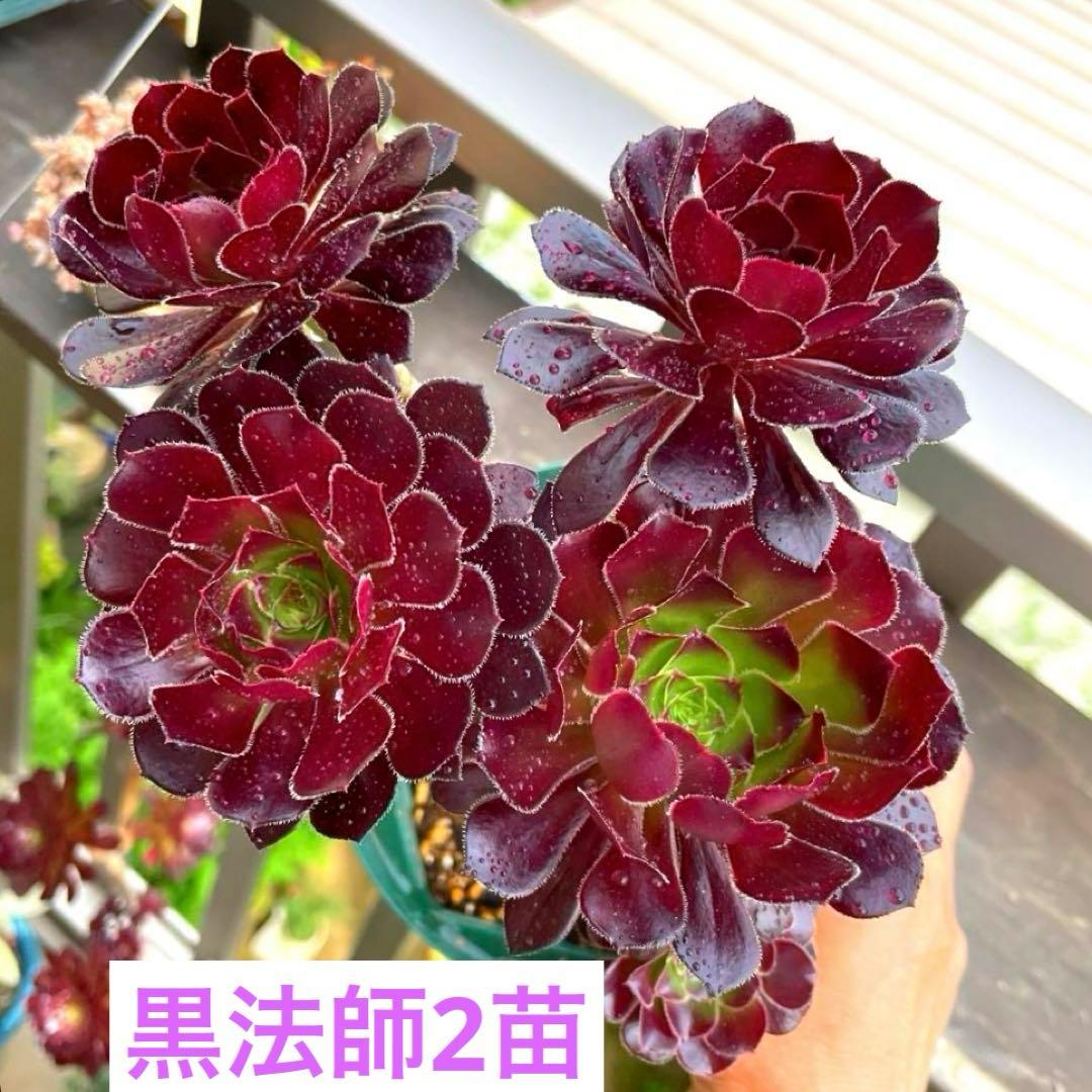 多肉植物アエオニウム黒法師2抜き苗 - メルカリ