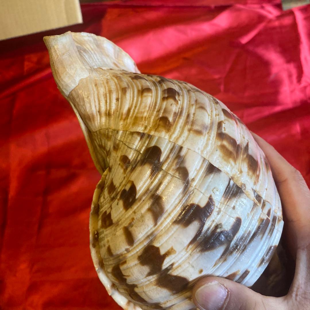 法螺貝 材料 約35cm 素材 魔除け