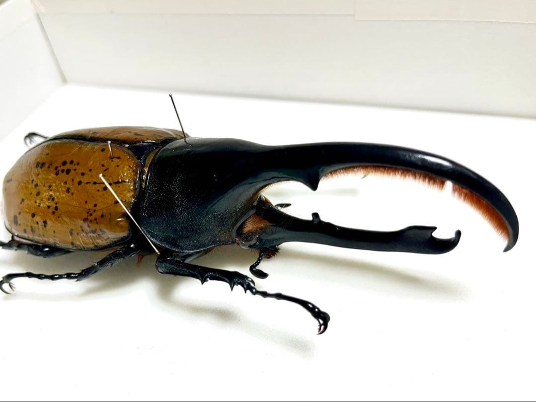 ヘラクレス・リッキー 標本 135mm - メルカリ