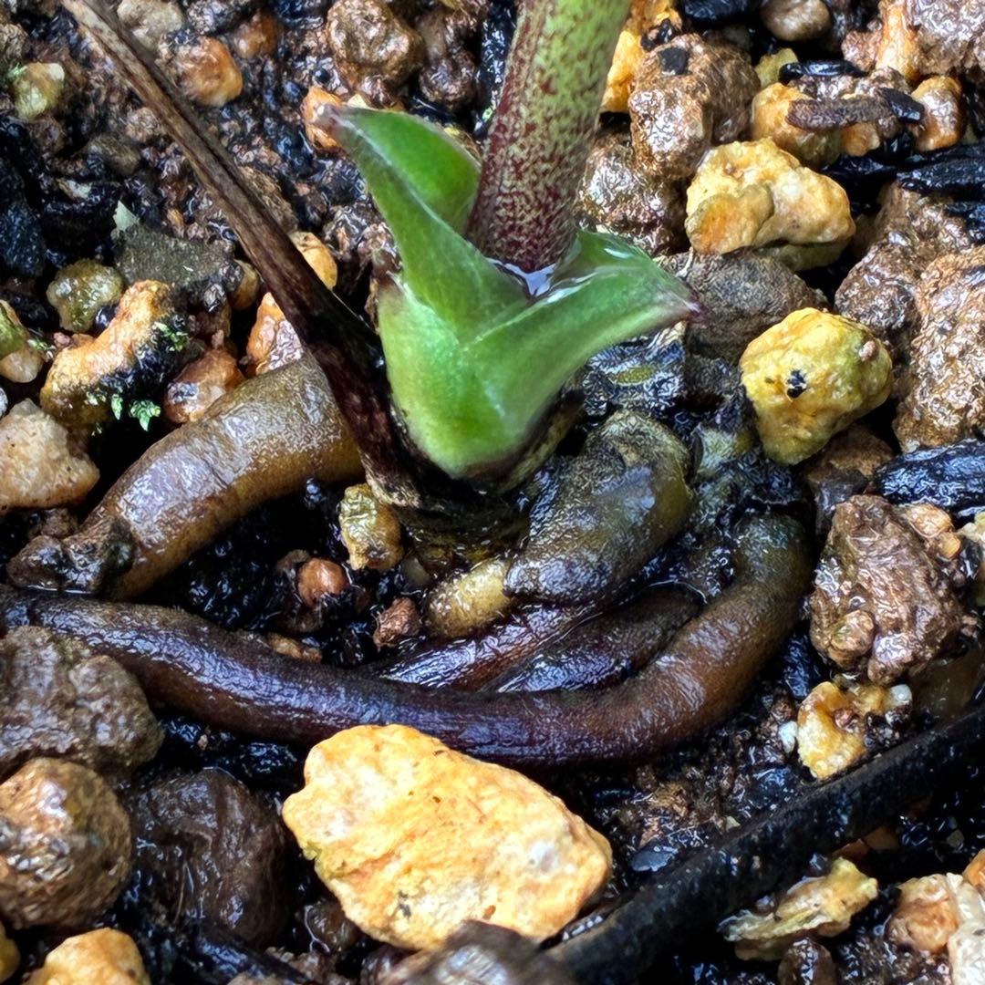 の*ん様 3307⭐️小輪⭐️リップ⭐️hercegovinus交配⭐️ギザギザ