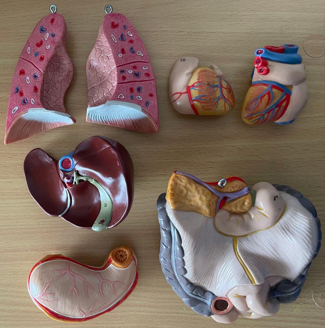 人体模型 50cm 内臓パーツ付き 中古 清掃済み