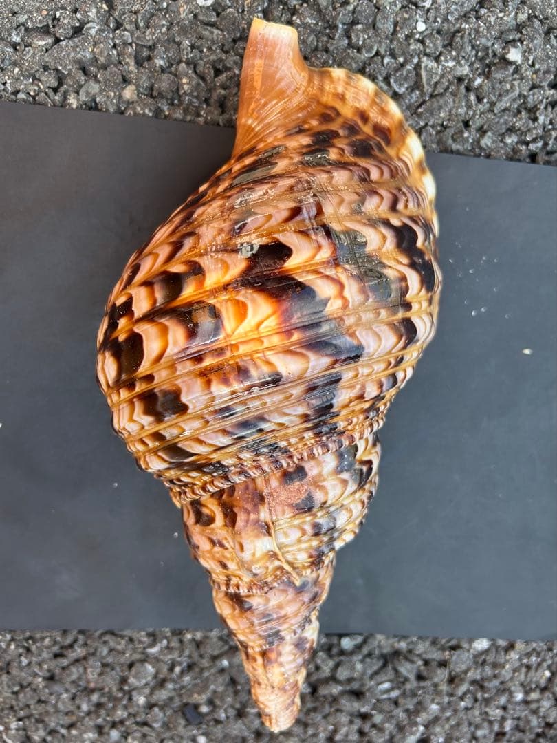 法螺貝　29.5cm