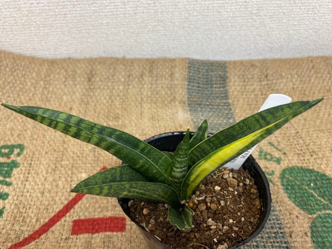 サンスベリア マーシャ アンジャニ 斑入 S. Marsha Anjani - メルカリ