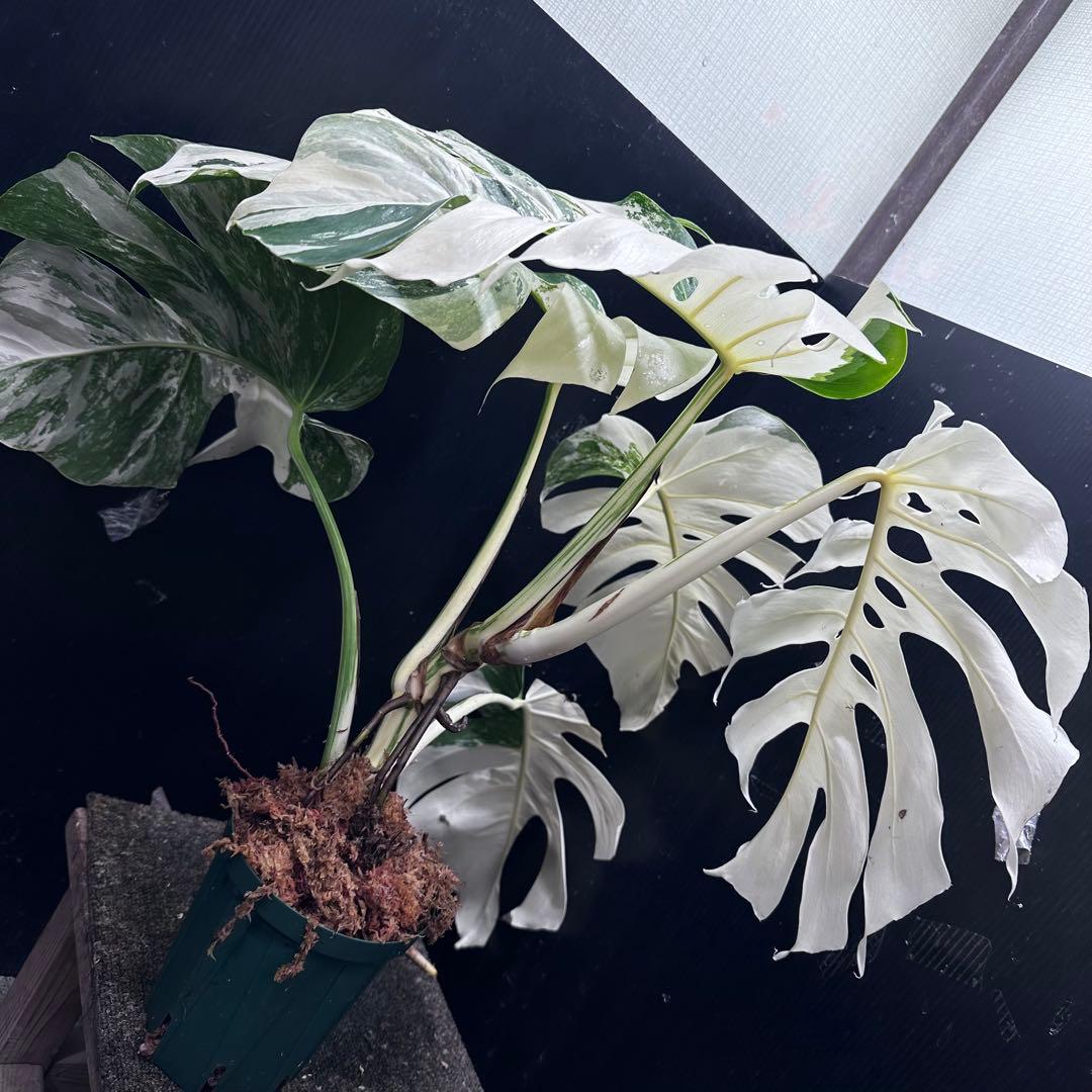 斑入りモンステラ ホワイトタイガー極美大株56cm白斑多 - メルカリ