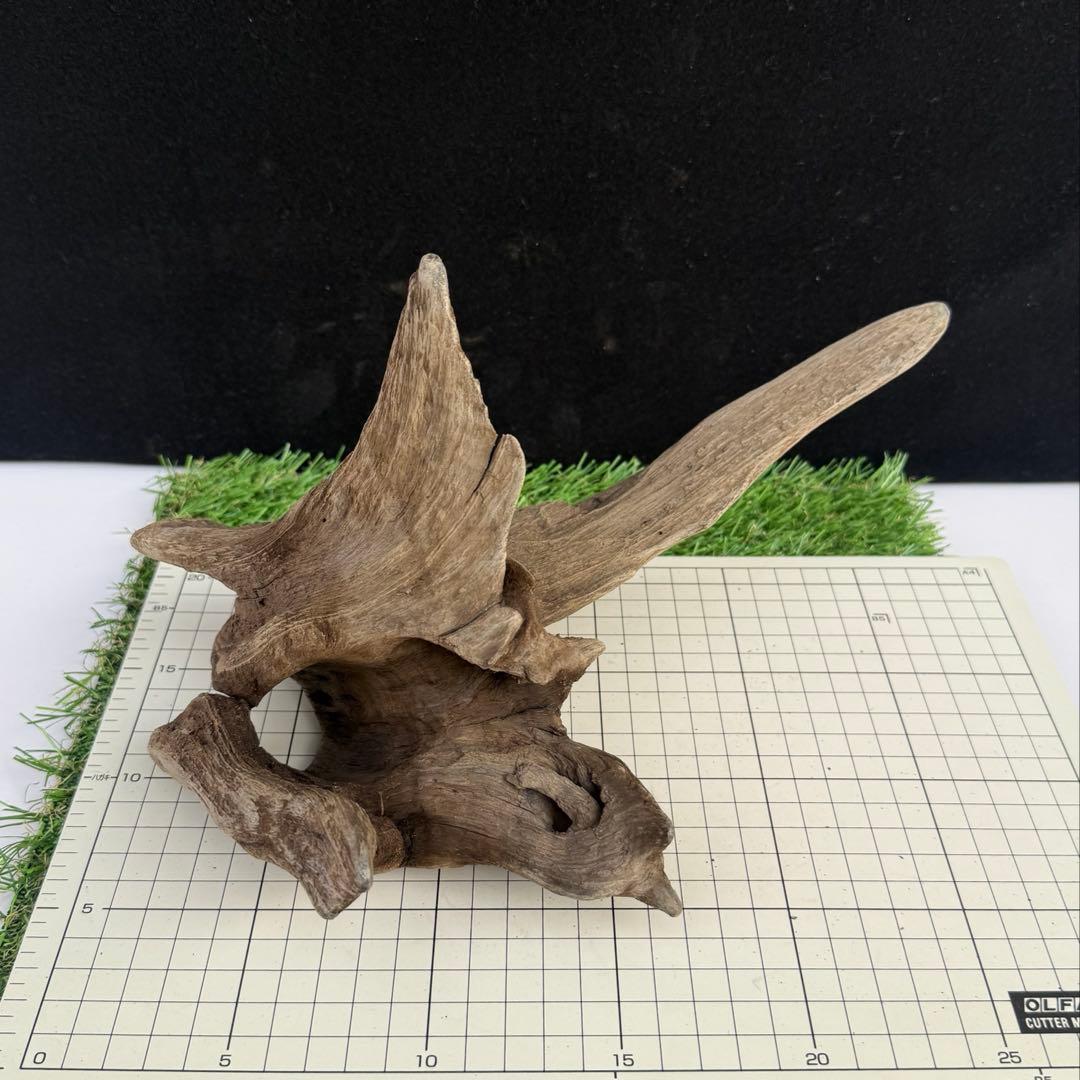 煮沸・沈水確認済み】 C1 天然流木 アクアリウム、爬虫類用 - メルカリ