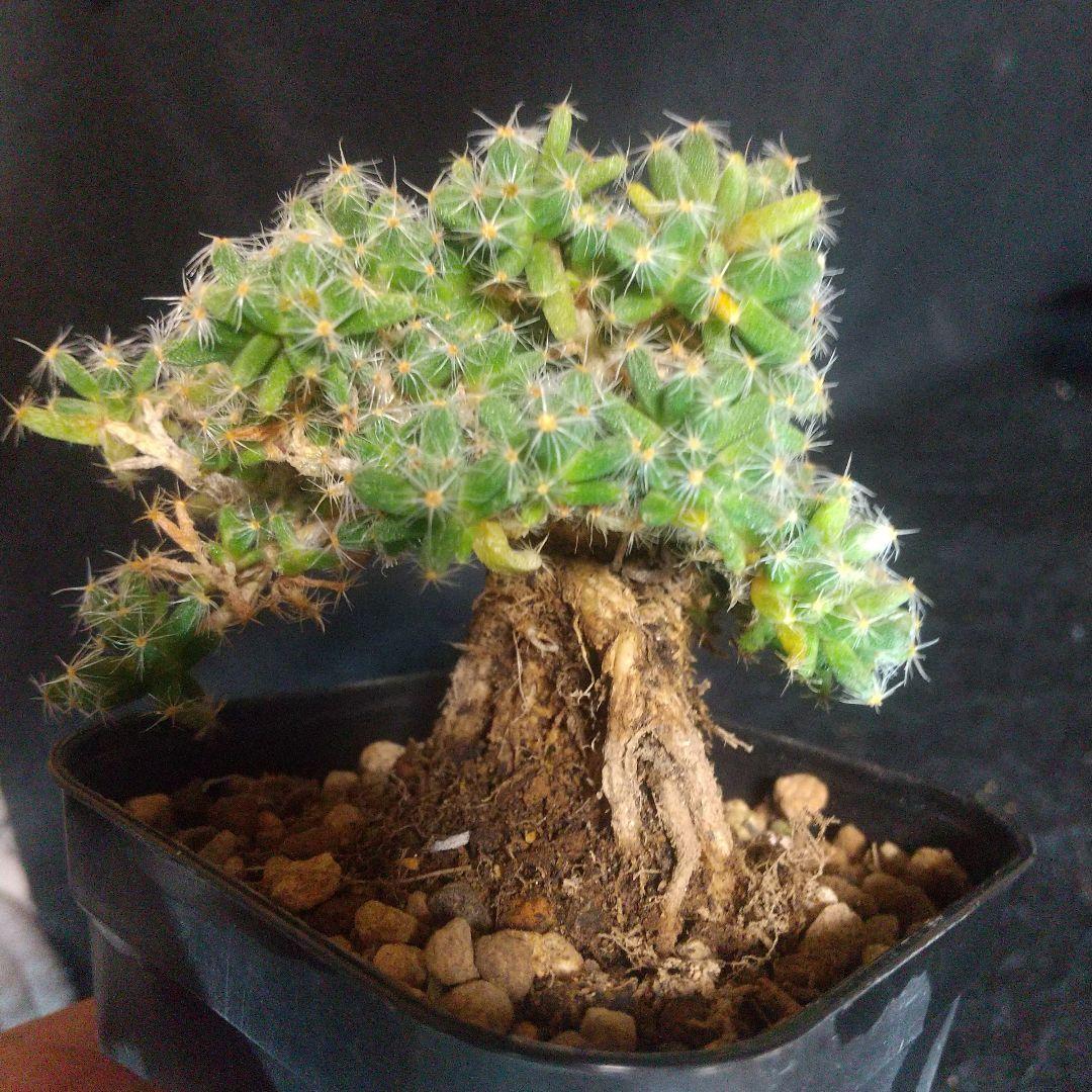 多肉植物 紫晃星(トリコディアデマ デンサム） 抜き苗 - メルカリ