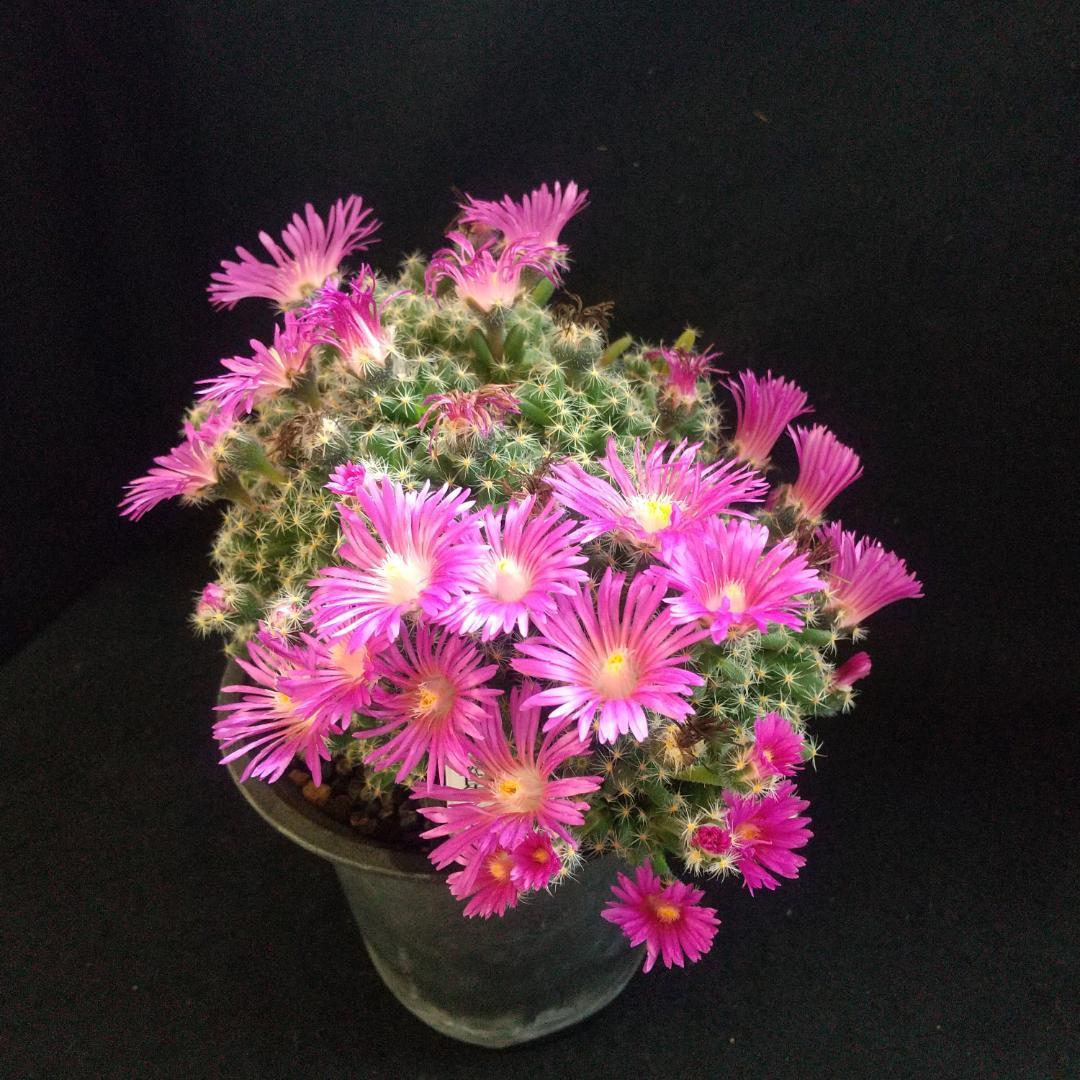 多肉植物 紫晃星(トリコディアデマ デンサム） 抜き苗 - メルカリ