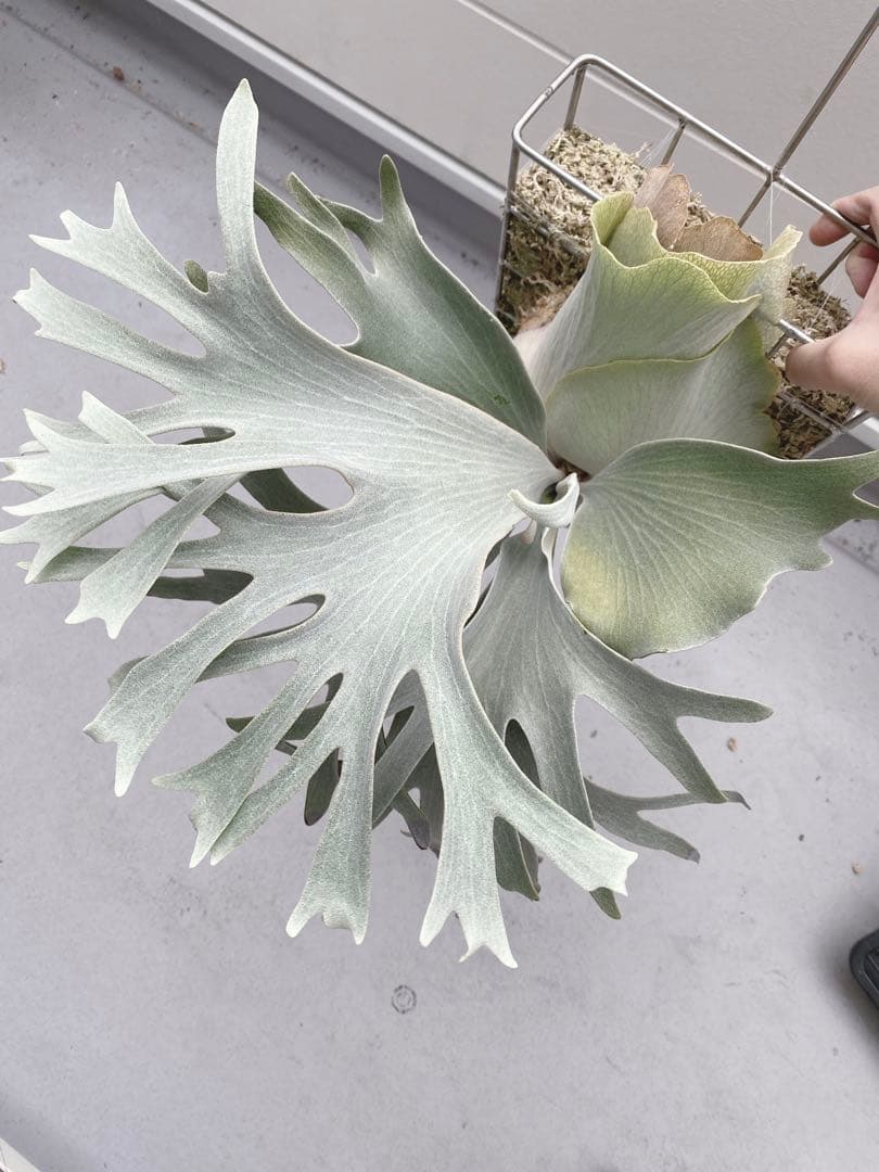 ビカクシダ　ホワイトギズモ　White gizmo その後のビカクシダ ホワイトギズモ⑥ | calmplantsのビカクシダブログ