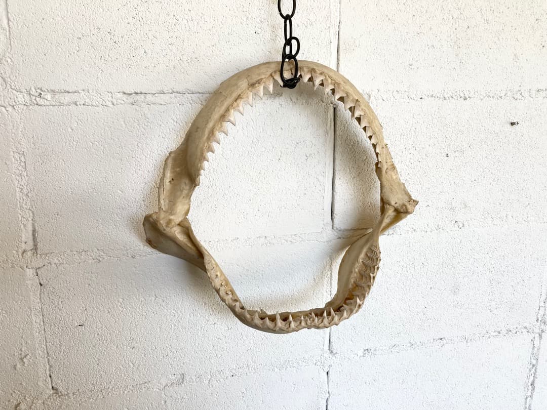 サメの歯　オブジェ　インテリア　ハンティングトロフィー サメのハンティングトロフィーをONLINE SHOPに掲載しました🦈 目の部分