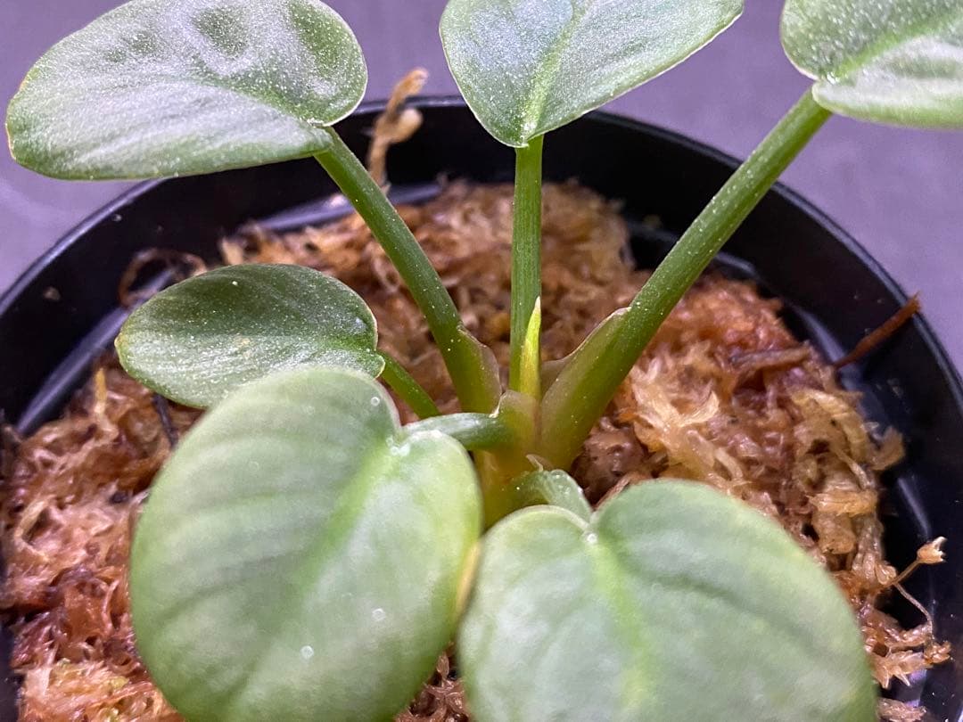 ホマロメナ/ Homalomena sp.“月輪” 【LA0318-01】 子株 www.consterior.com