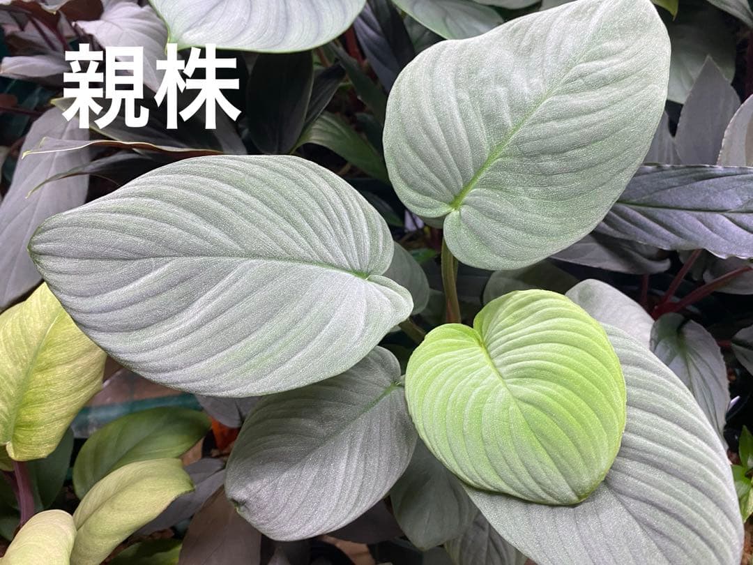 ホマロメナ/ Homalomena sp.“月輪” 【LA0318-01】 子株 ホマロメナ/ Homalomena sp.“月輪” 【LA0318-01】 子株 www.consterior.com