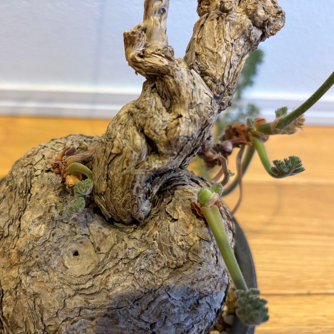 ペラルゴニウム トリステ みやび鉢 発根済み 塊根植物 コーデックス現地株