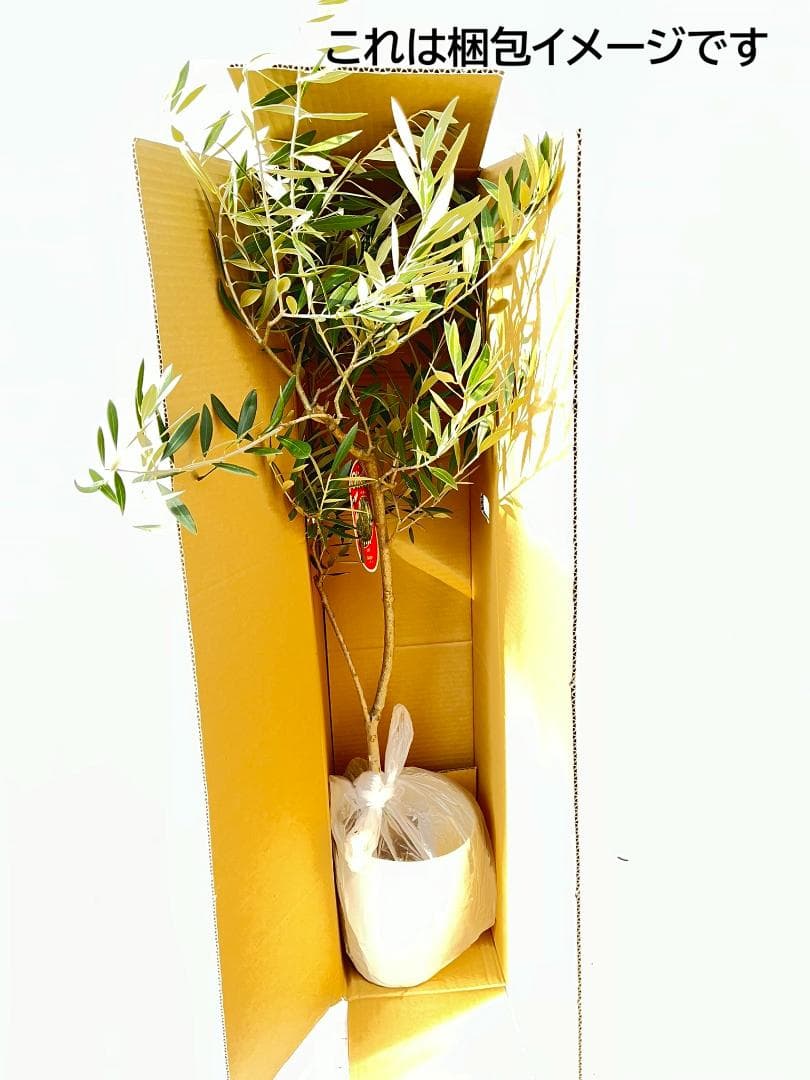 オリーブの木 ホジブランコ 7号 約135cm NO.704 人気品種 現品掲載