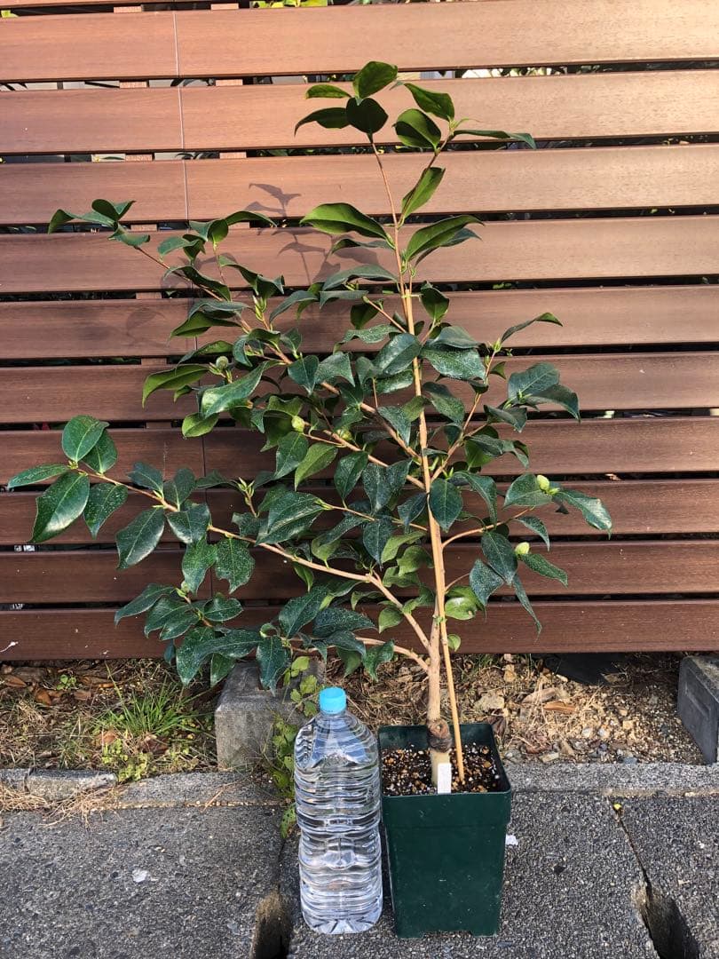 浦風 接木苗 椿 鉢底約100cm