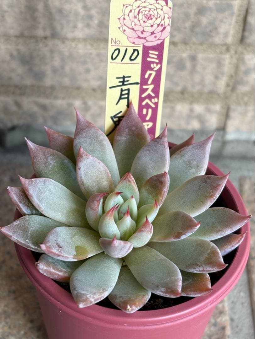 おらいさん苗 ミックスベリア 青鬼 札付き - メルカリ