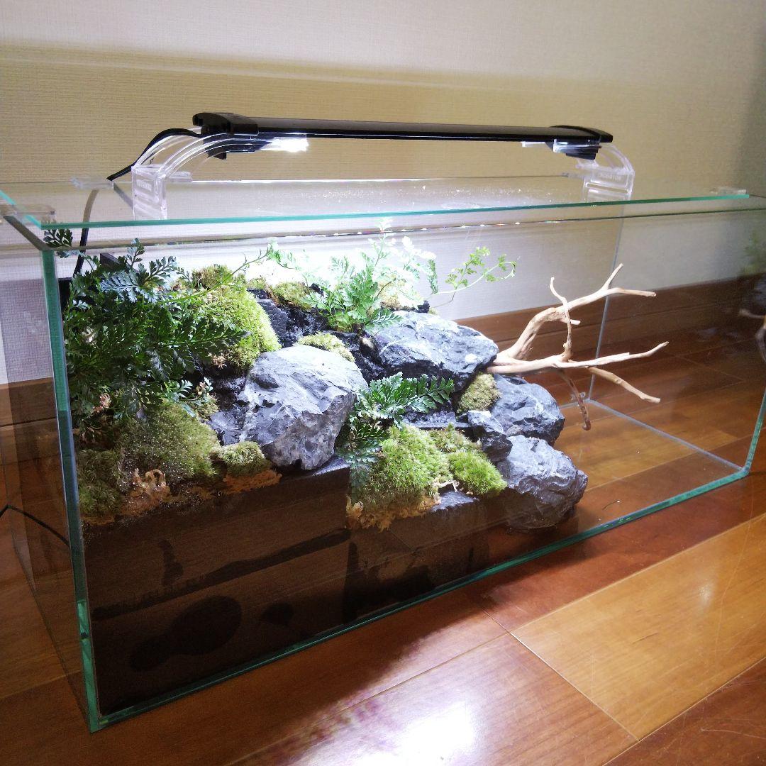 受注生産】60センチ水槽アクアテラリウム イモリウム 苔テラリウム