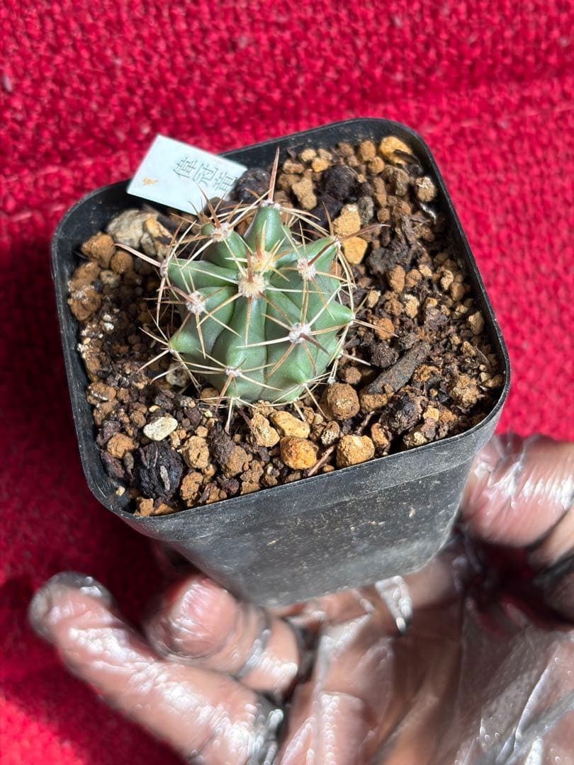 実生フェロカクタス偉冠竜◇多肉サボテン ドライガーデン アガベ