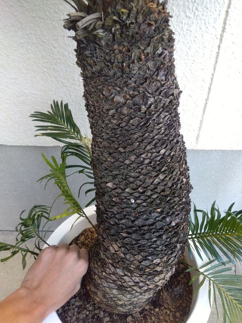 ソテツ 10号鉢つき ⑨