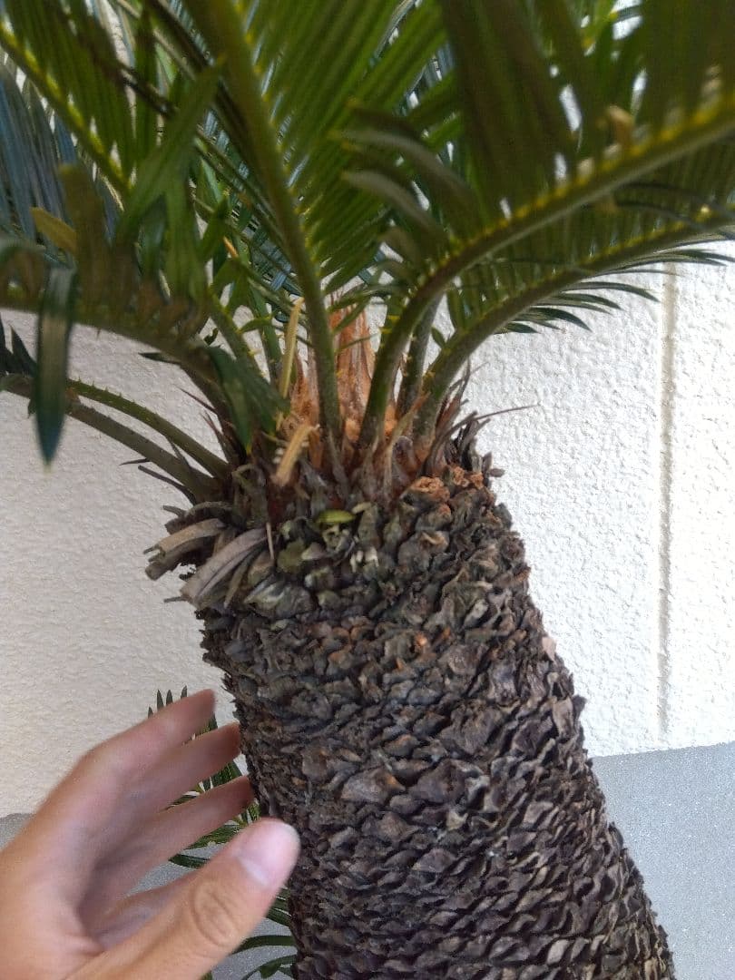 ソテツ 10号鉢つき ⑨