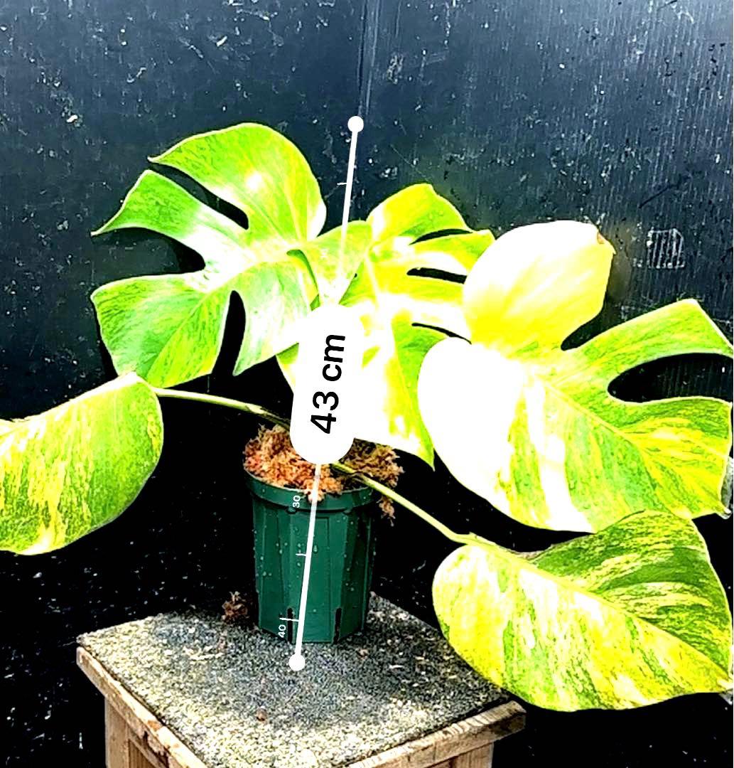 斑入りモンステラボルシギアナオーレア黄斑4号鉢植え43cm発根済み安心