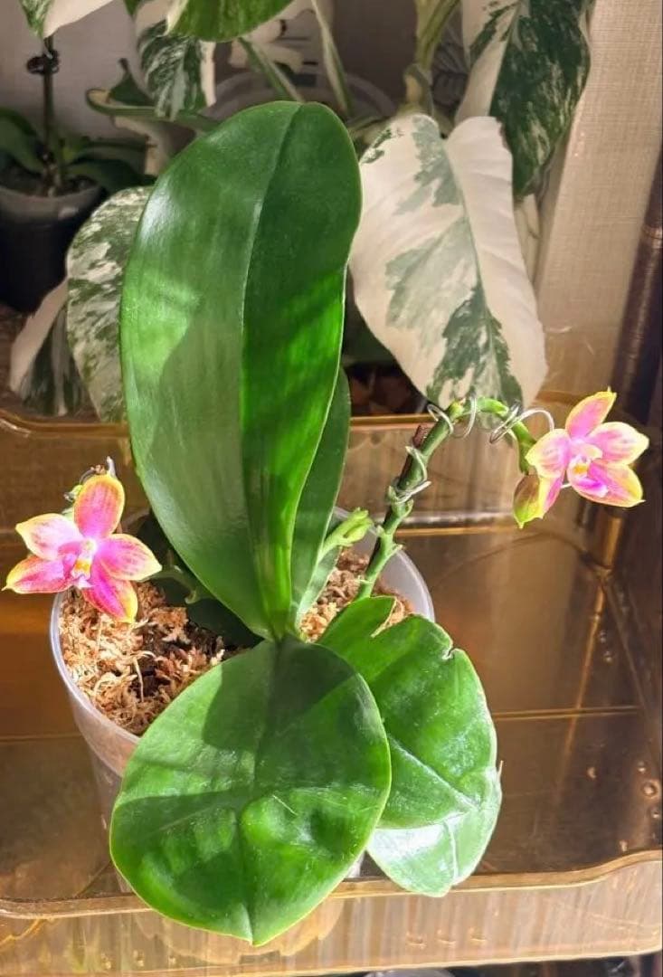 希少・大株】胡蝶蘭 花茎3本 開花中 つぼみ付き ファレノプシス 原種交配種