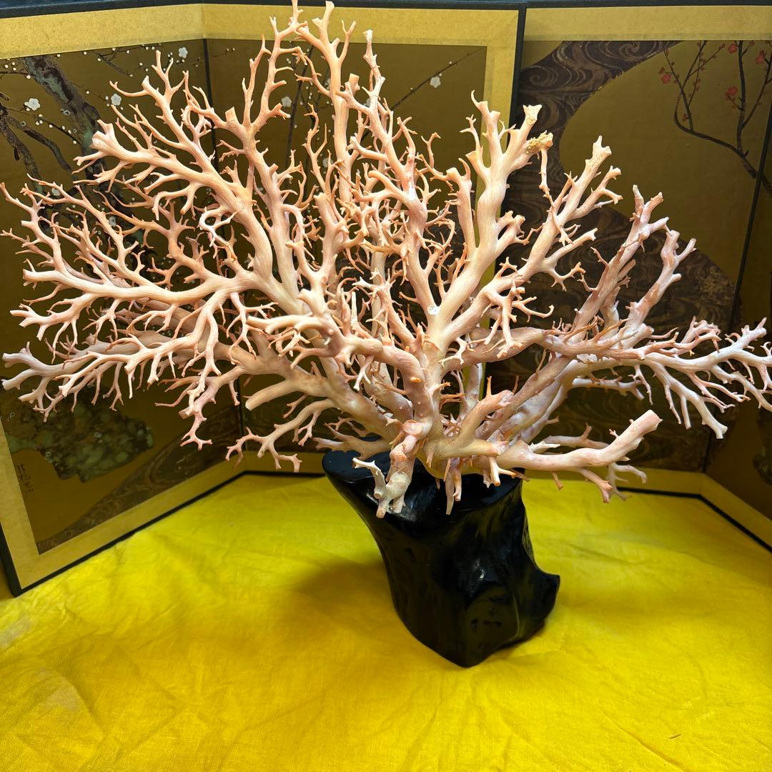 天然珊瑚 桃珊瑚 原木 高さ17cm/1310g 置物 オブジェ 天然珊瑚 桃珊瑚 原木 高さ17cm/1310g 置物 オブジェ 天然珊瑚 桃珊瑚 原木