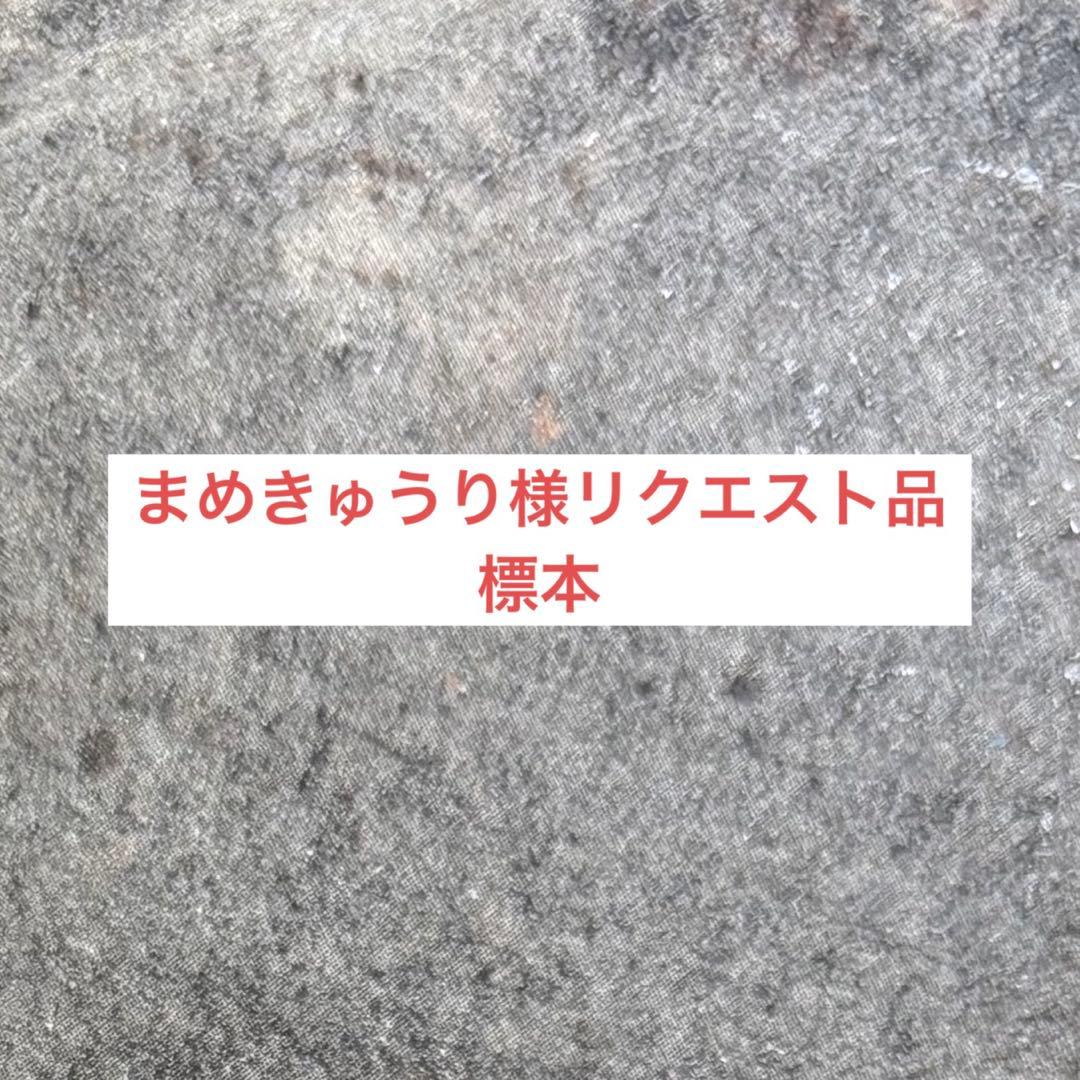 ゴロン諸島 スジバネウスバカミキリ 標本
