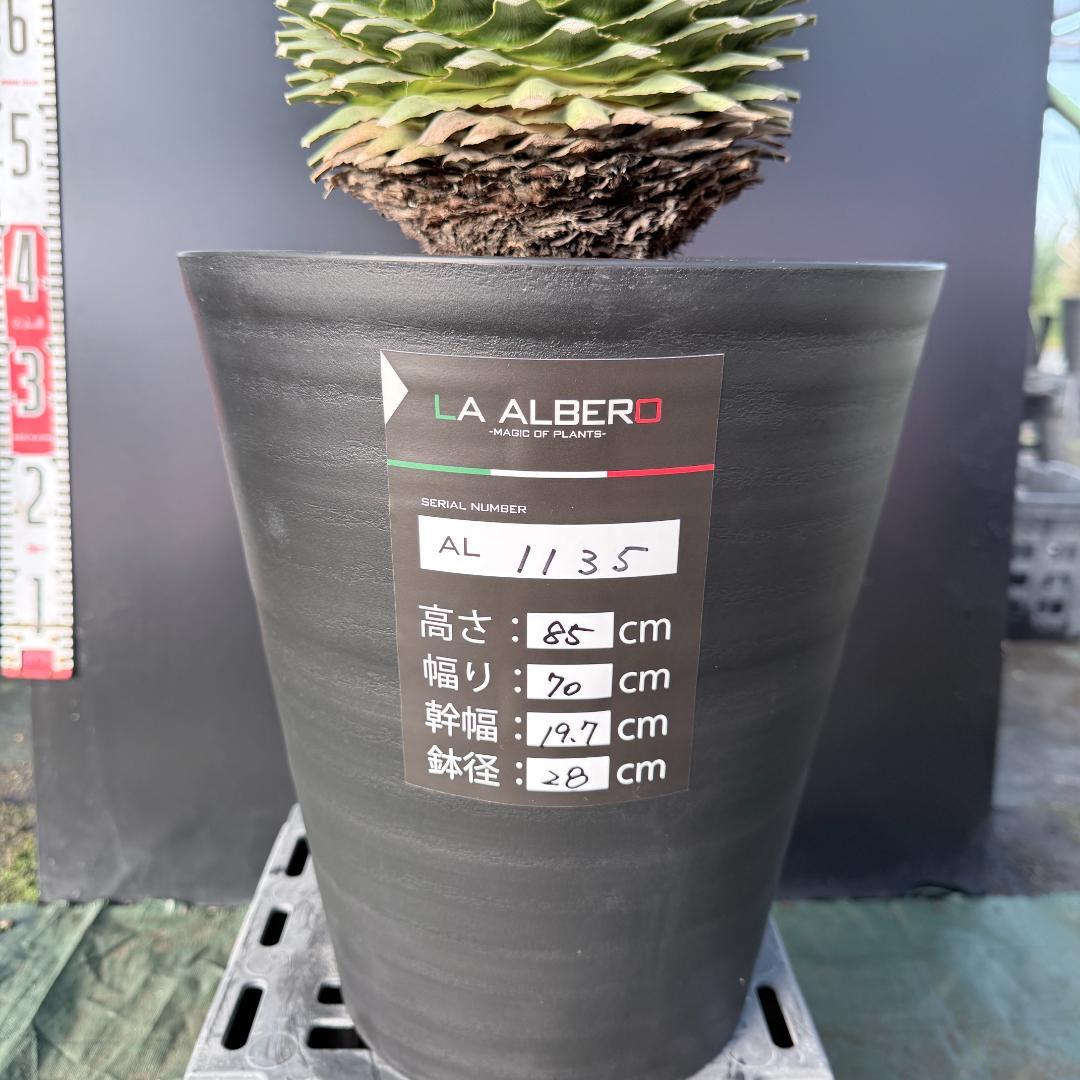 AL1135】ユッカ ロストラータ 超超美形 シルバーブルー個体 感動個体
