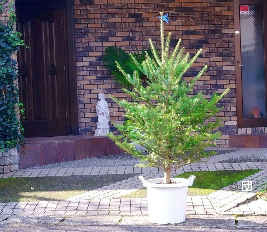 もみの木 モミの木 苗木 大型180cm❗整った樹形❗ 極太