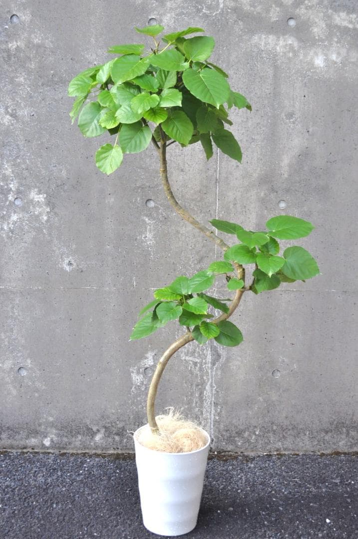 フィカス・ウンベラータ 8号 148cm S-shaped tree form m11587893164_1.jpg?1717822839