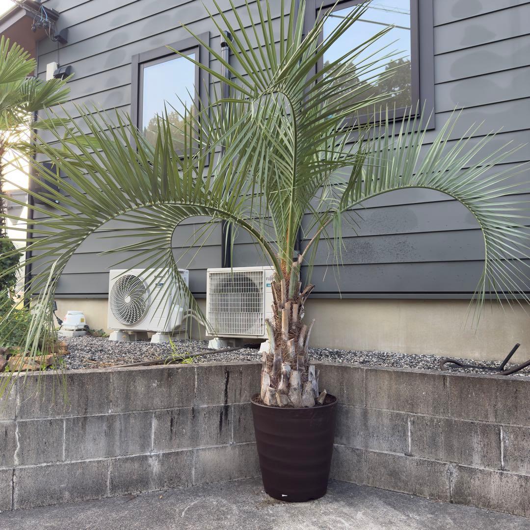 愛知県豊田市引き渡しのみ ココスヤシ 鉢底高さ230cm 幹回り110cm 楽天市場】ココスヤシ（サイズ（植木鉢）10 ～ 12号）（観葉植物｜花
