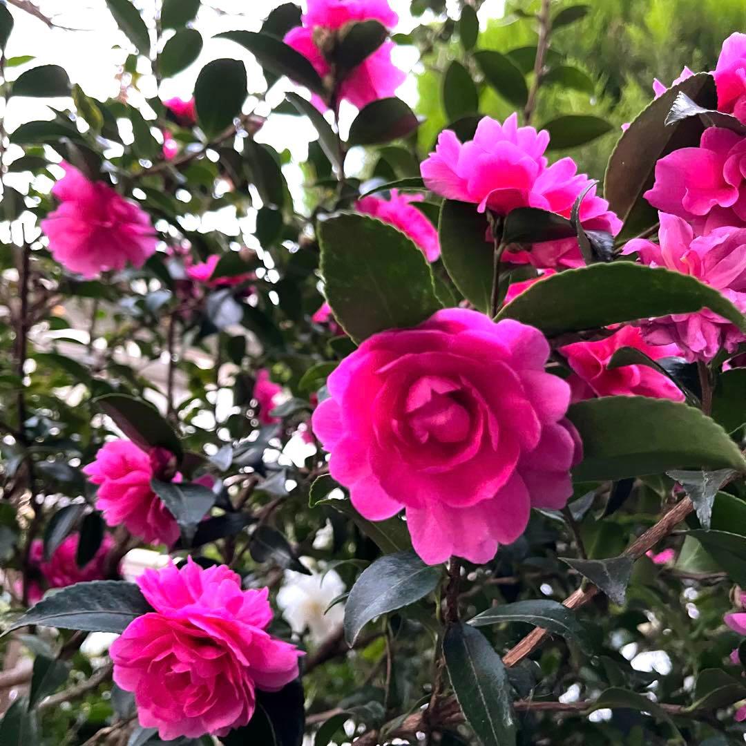 サザンカ 根付き苗 ピンク・白 八重咲き 山茶花 ❤︎ポット入り H