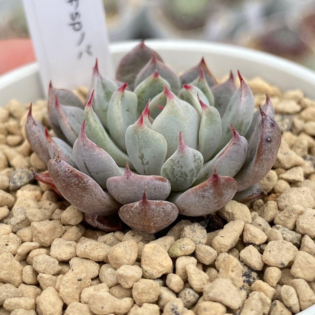 多肉植物 エケベリア ザラゴーサSPノバ 札付き 花芽付き