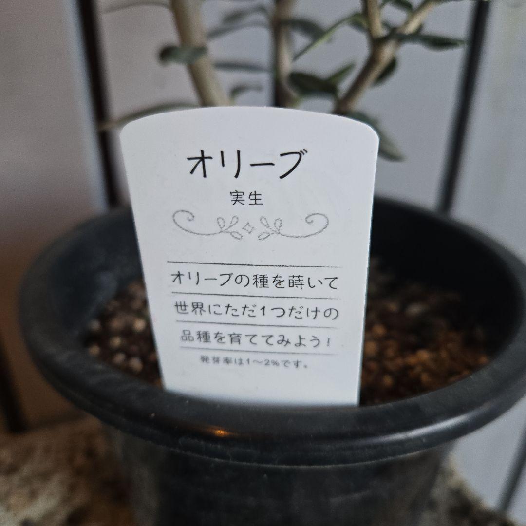 Sun様専用 ②オリーブの木 ⑥アレカヤシ ①ホプシー 3苗セット