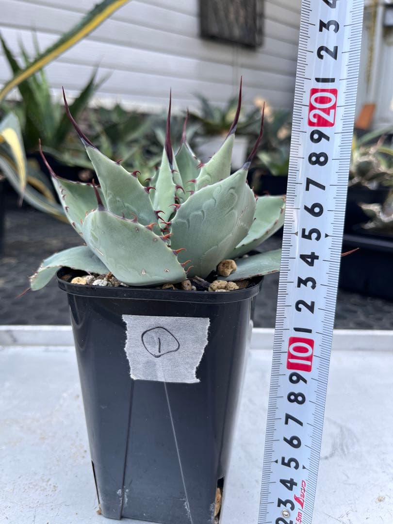 アガベ ハイブリッド トランカータ×オバティフォリア① 'Vanzie'