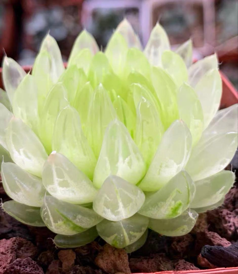 チ*6様 多肉植物 ハオルチア 太陽の恋人 エメラルドLED変異黄琥珀斑 糊