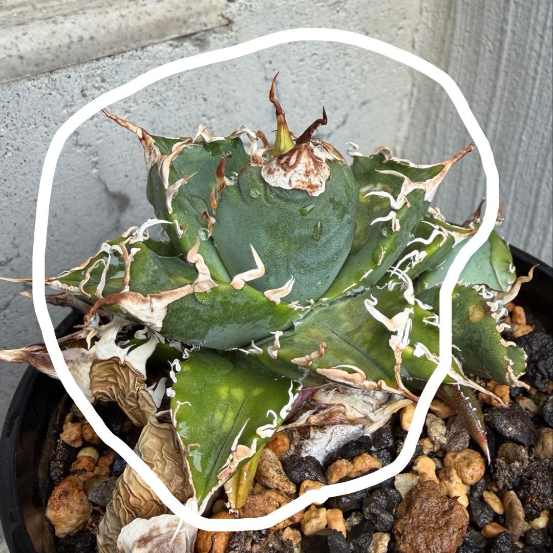 子株】 アガベ チタノタ レジェンド ロウルサンコ産 - メルカリ