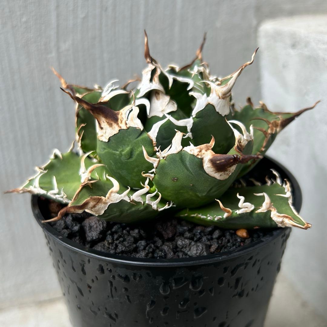 【子株】 アガベ チタノタ レジェンド ロウルサンコ産 子株】 アガベ チタノタ レジェンド ロウルサンコ産 - メルカリ