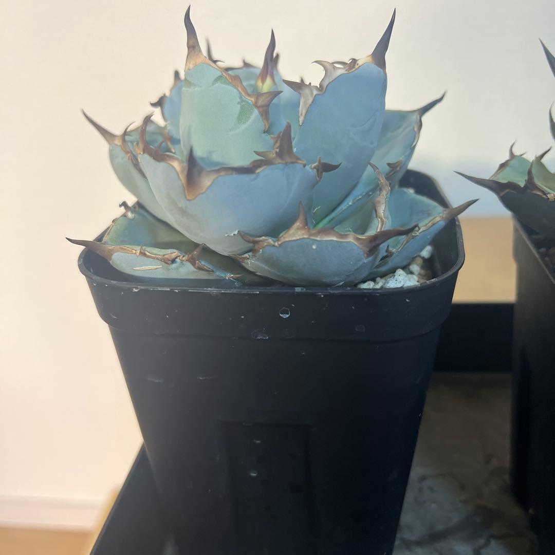 アガベ 青緑色 チタノタブルー 大株販売 - メルカリ