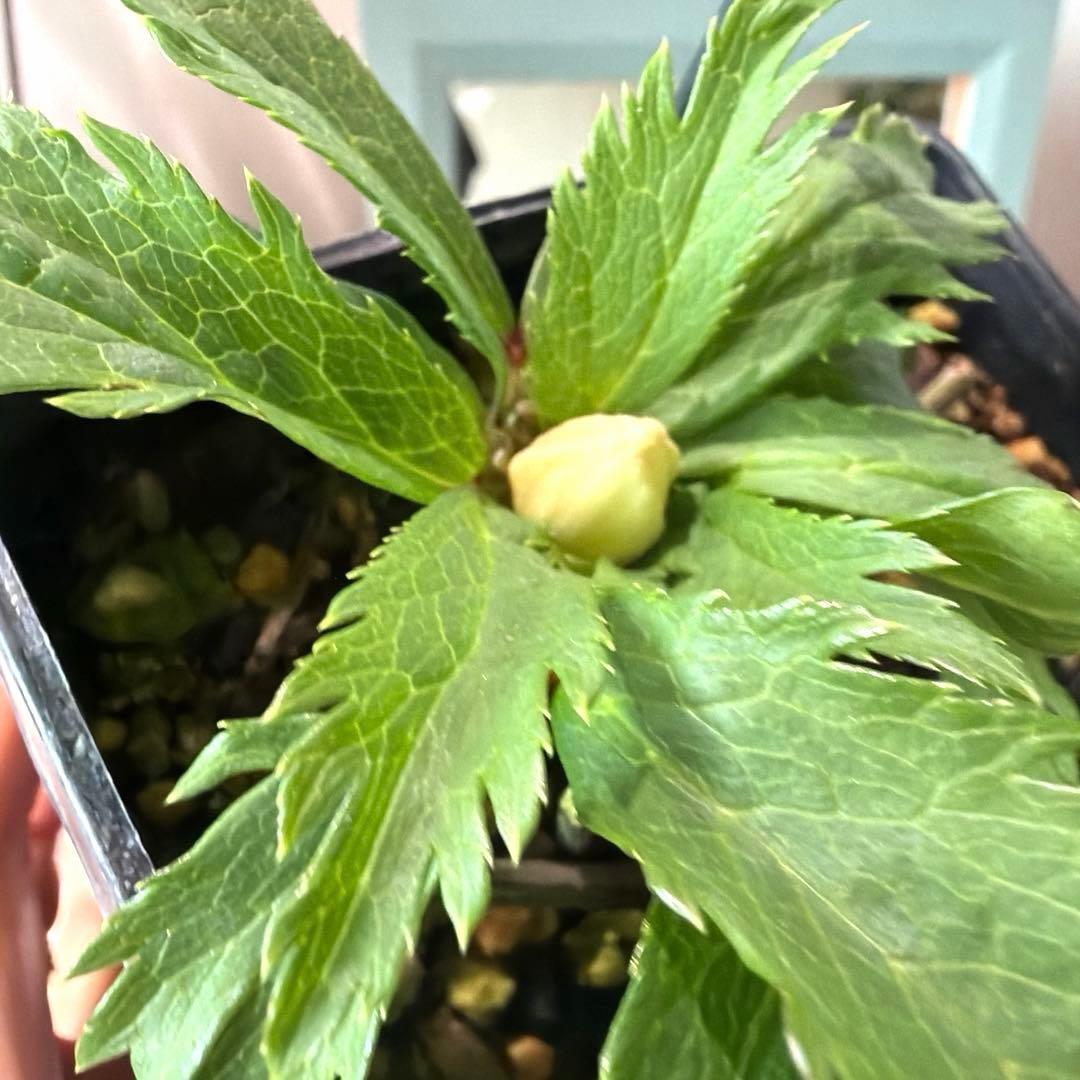 クリスマスローズ　静　ウィンターシンフォニー　セレクトダブル 《12/20》